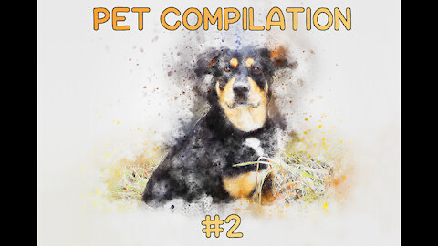 Ludicrous Pet Compilation #2