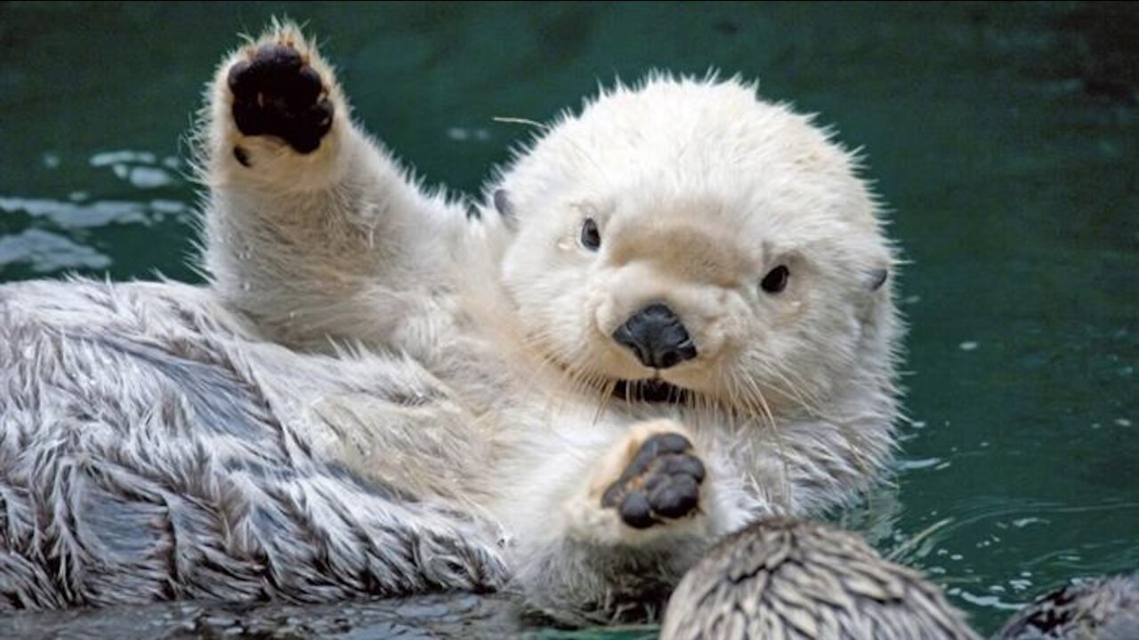 Otters vs. Ball Pool Balls London Zoo...