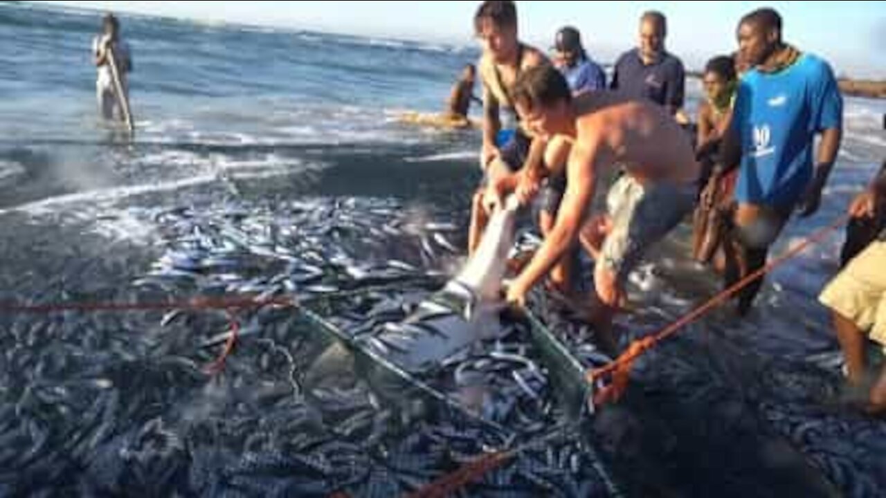 Requin pris au piège dans un filet de pêche libéré lors d'une opération de sauvetage spectaculaire