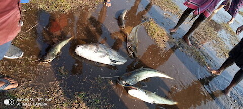 FISH IN INDIA