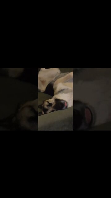 Maple Wake Up #shorts