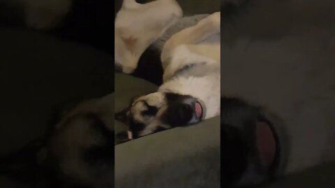 Maple Wake Up #shorts