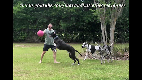 Five Fabulous Bouncing Great Danes Enjoy a Playful First Meeting