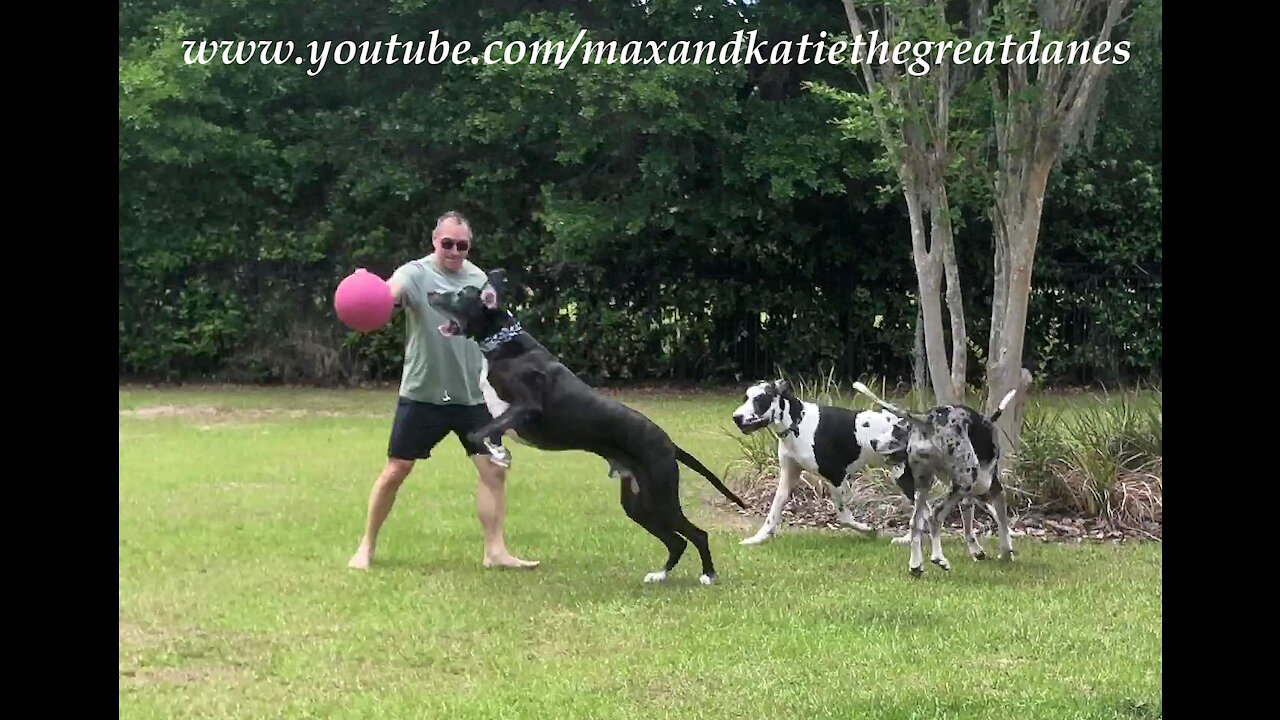 Five Fabulous Bouncing Great Danes Enjoy a Playful First Meeting