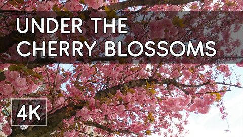 Strolling Under the Cherry Trees in Springtime - 4K UHD