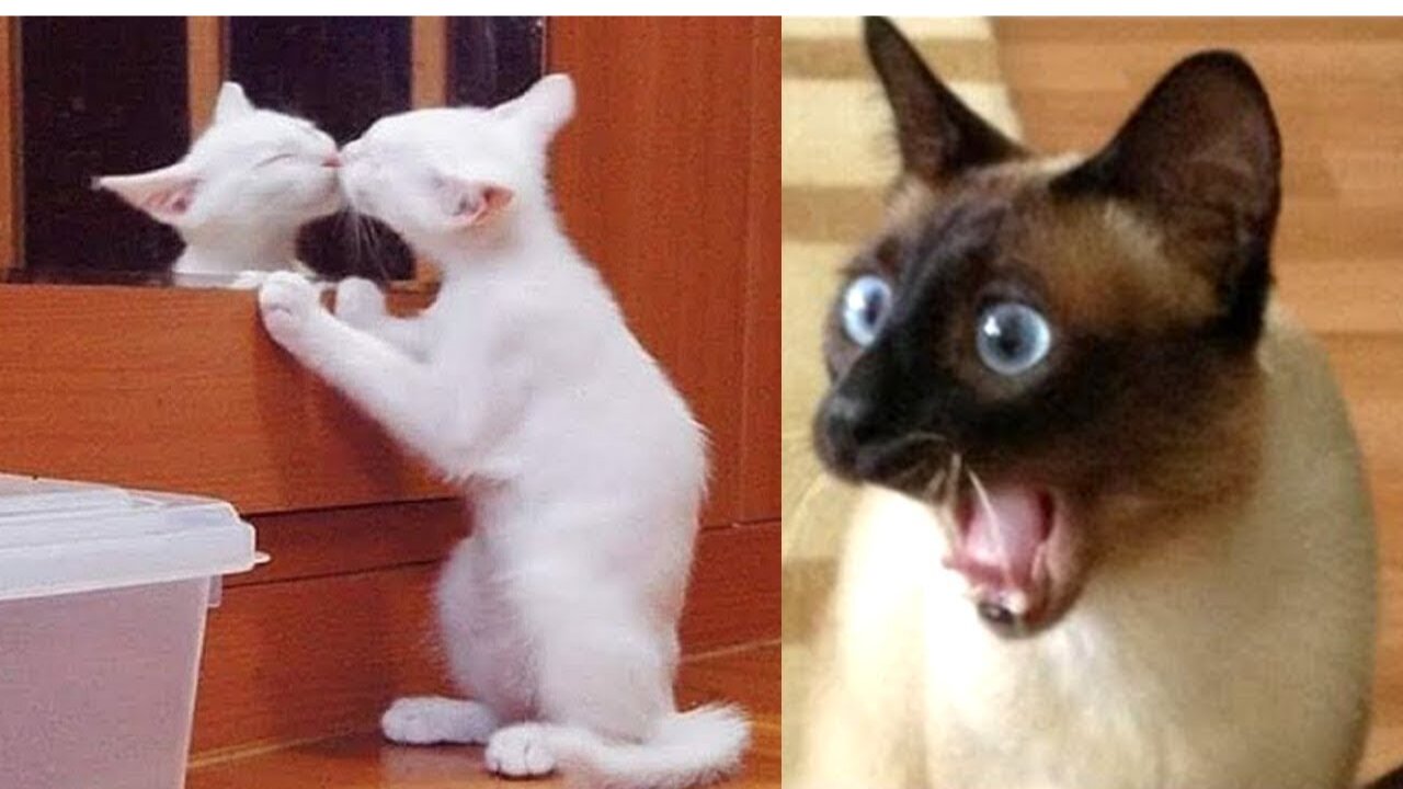 πΆπ± #Funny Cat Reaction Videos - Try Not To Laugh π€£|