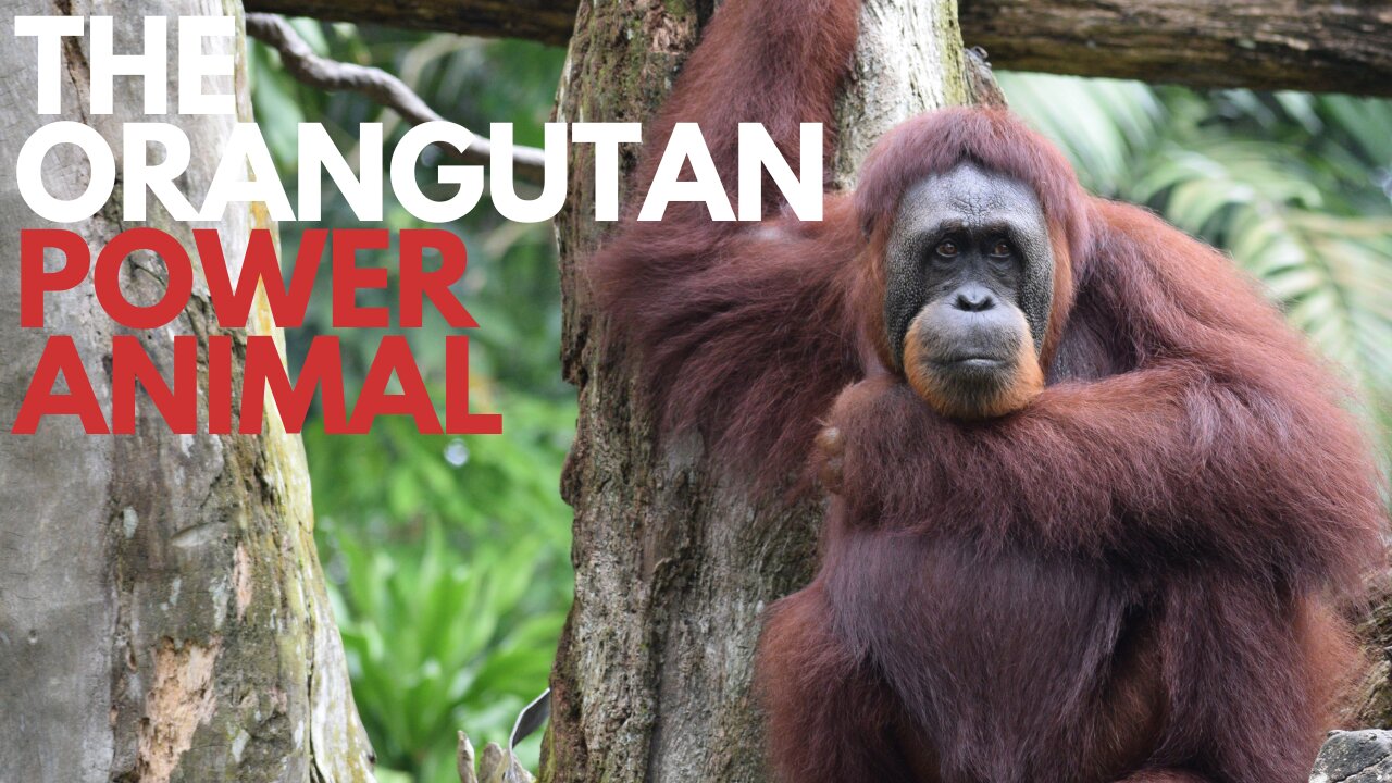 Orangutan Power Animal