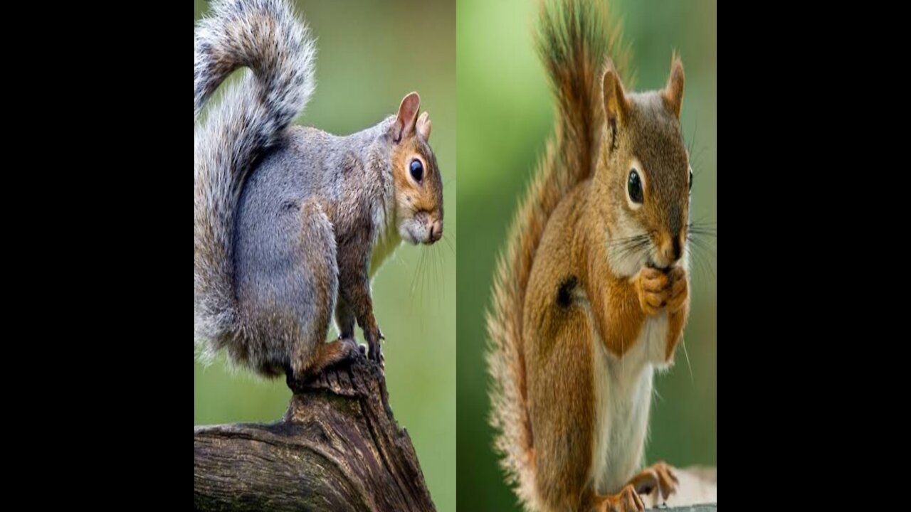 Squirrels are members of the family