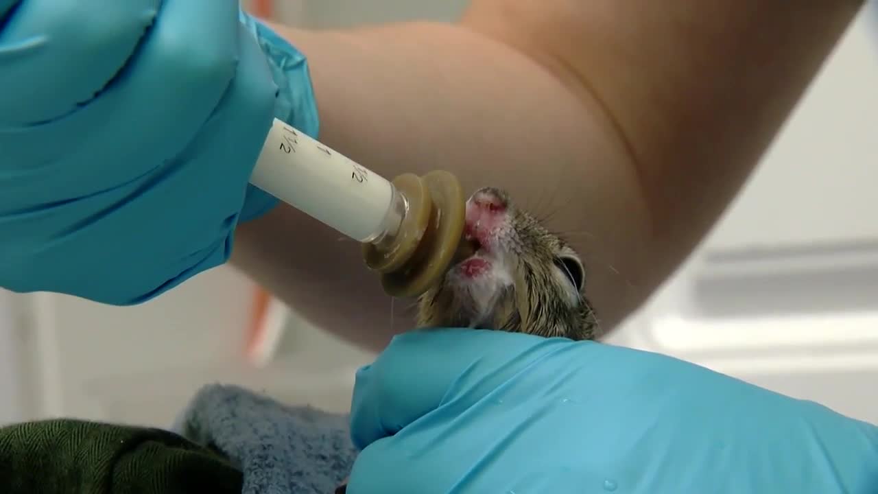 A look inside the Tucson Wildlife Center