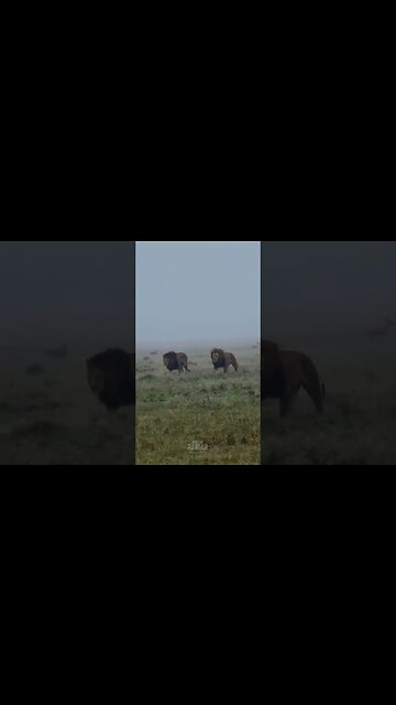 Lions In The Mist #shorts | #ShortsAfrica