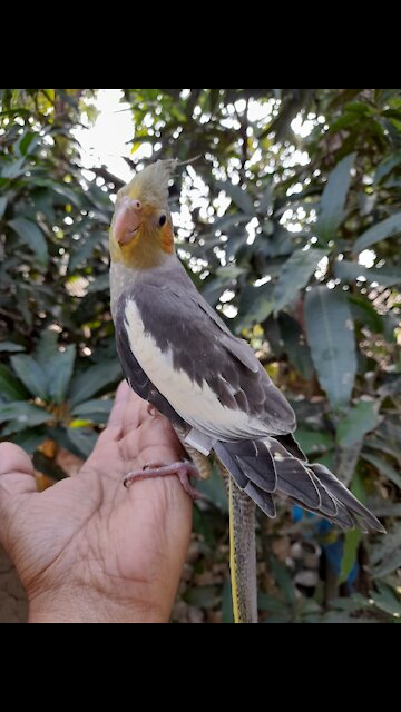 Beautiful Lovebird And Cockatiel Bird's Playing Funny Video