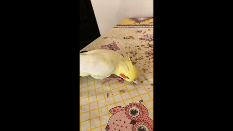 Bob cockatiel