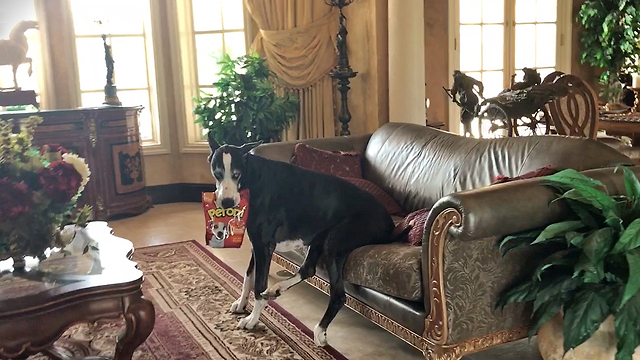 Helpful Great Dane Helps Herself to Her Dog Treats