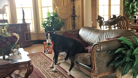 Helpful Great Dane Helps Herself to Her Dog Treats