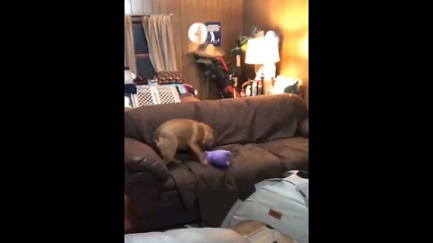 funny videos