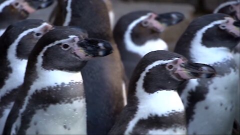 Penguins 1000 videos