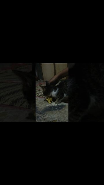 Kaos kaki di sangka makanan sama simeong