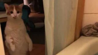 Cat totally freaked out by bath bomb!