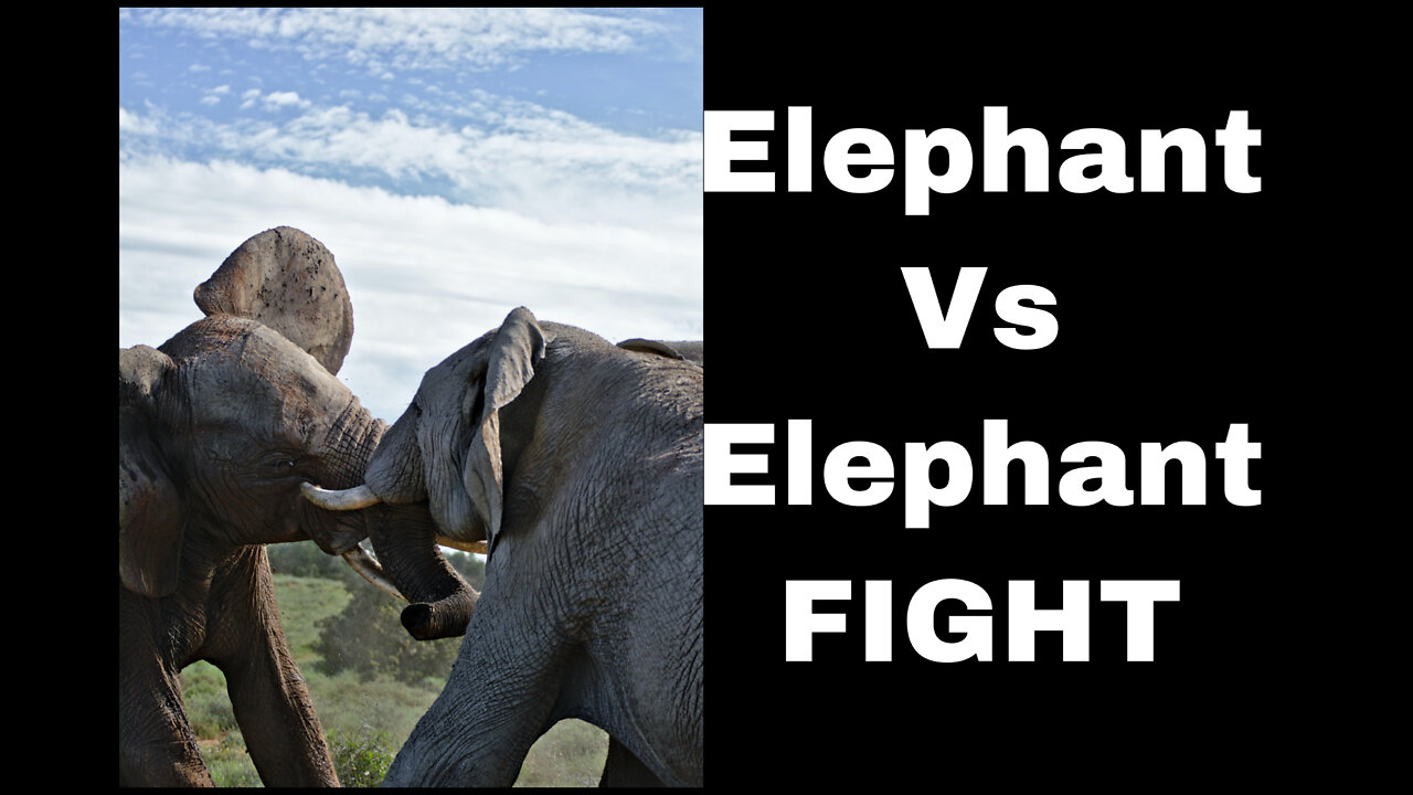 Elephant vs Elephant Fight - Raw footage