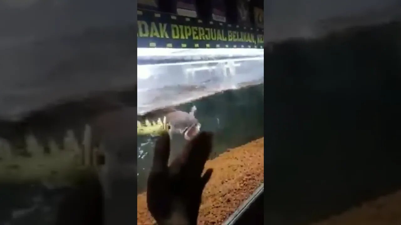 yellow sentarum 27-29 kuleb mental jis