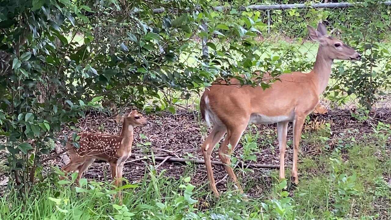 Oh deer, there are deer in my apiary.