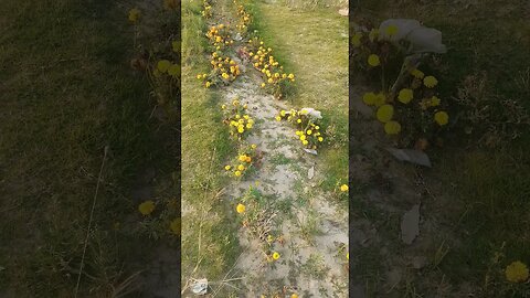 Orange flowers, MashAllah