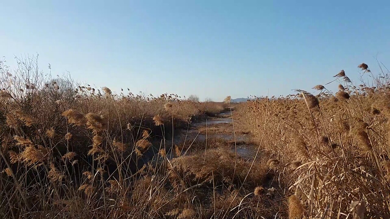 A cold wind blows through the frozen reed forest.