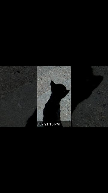 Mama Cat Has Something To Say! 😻