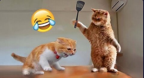 funny animal videos