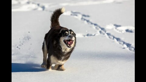 Great dog eating