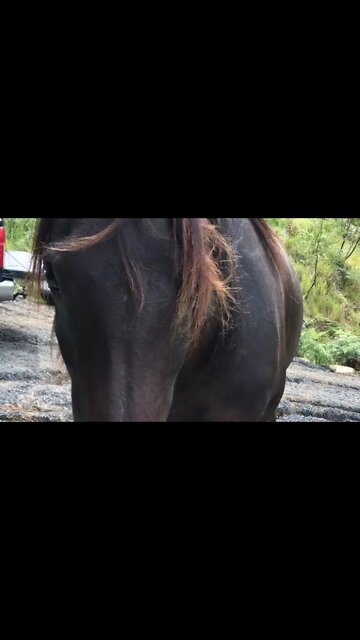 Beautiful Arabian pony comes for visit