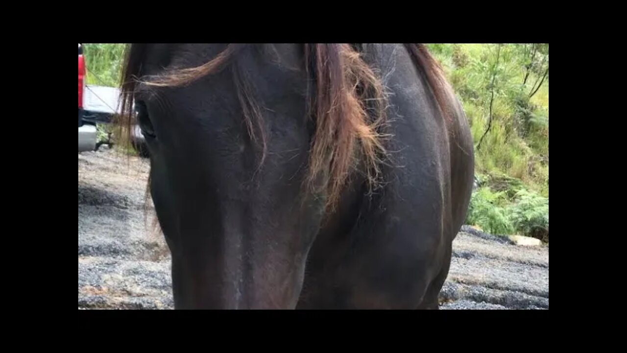 Beautiful Arabian pony comes for visit