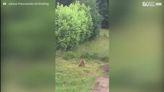 Deux affreux corbeaux s'en prennent à un renard