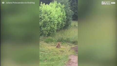 Deux affreux corbeaux s'en prennent à un renard