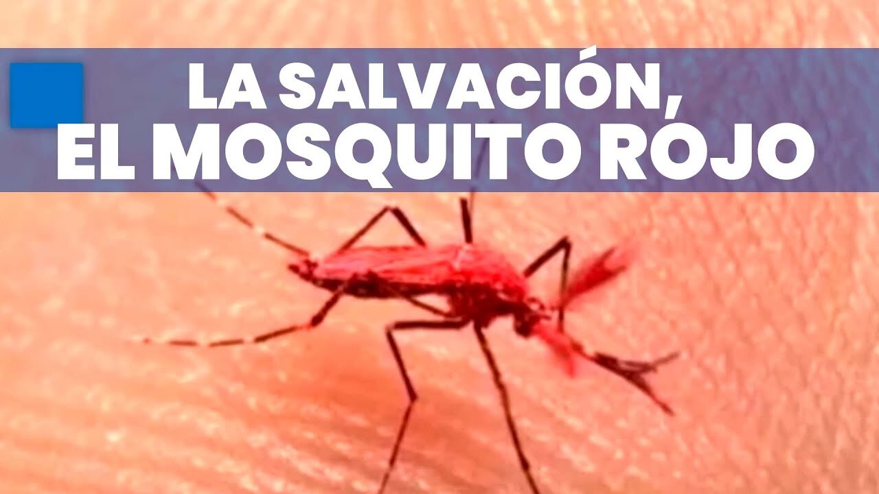 EL GRANO DEL SISTEMA 774: EL MOSQUITO ROJO