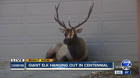 Injured elk refuses to move out of Centennial driveway