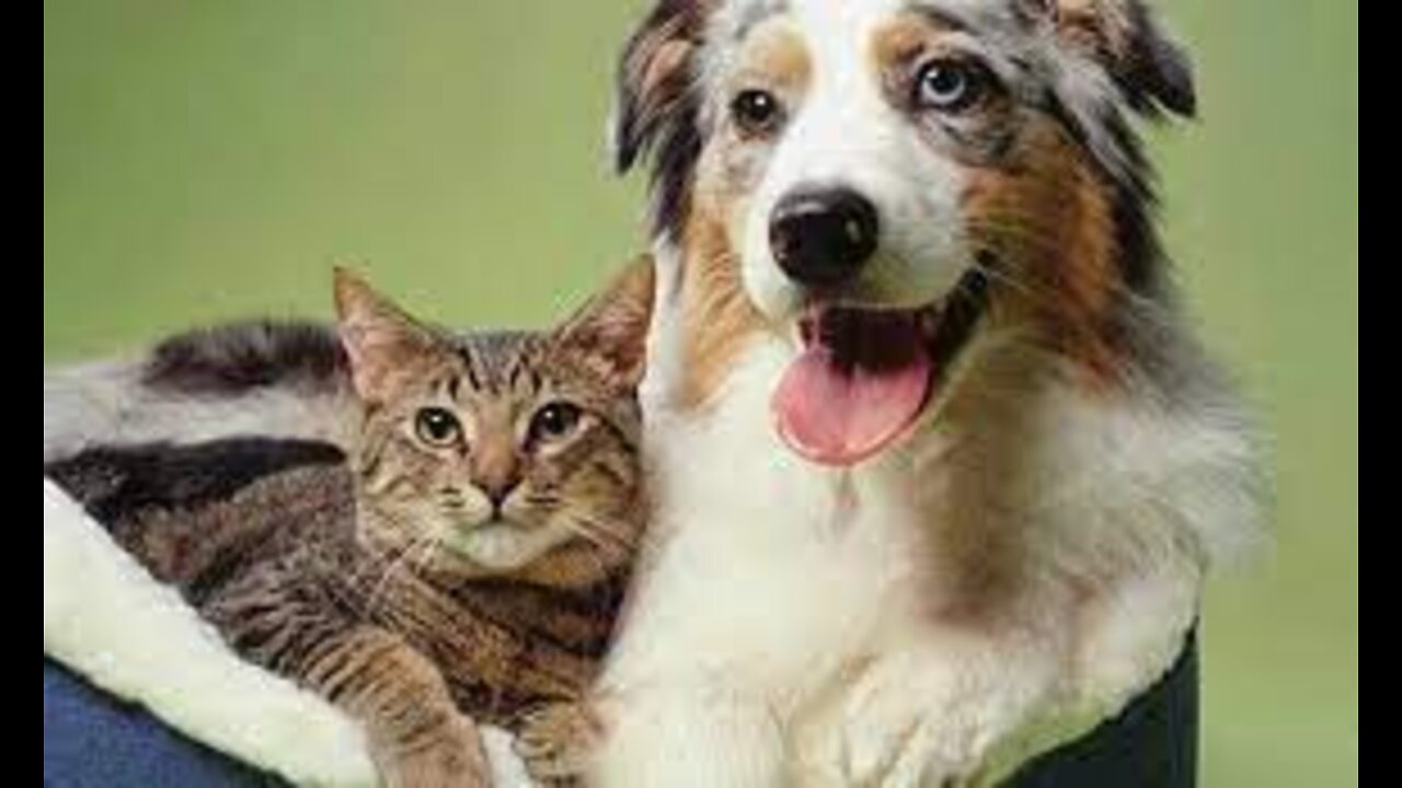 Animal Jokes: Enjoy with the latest Animal Jokes for 2022 Part 1