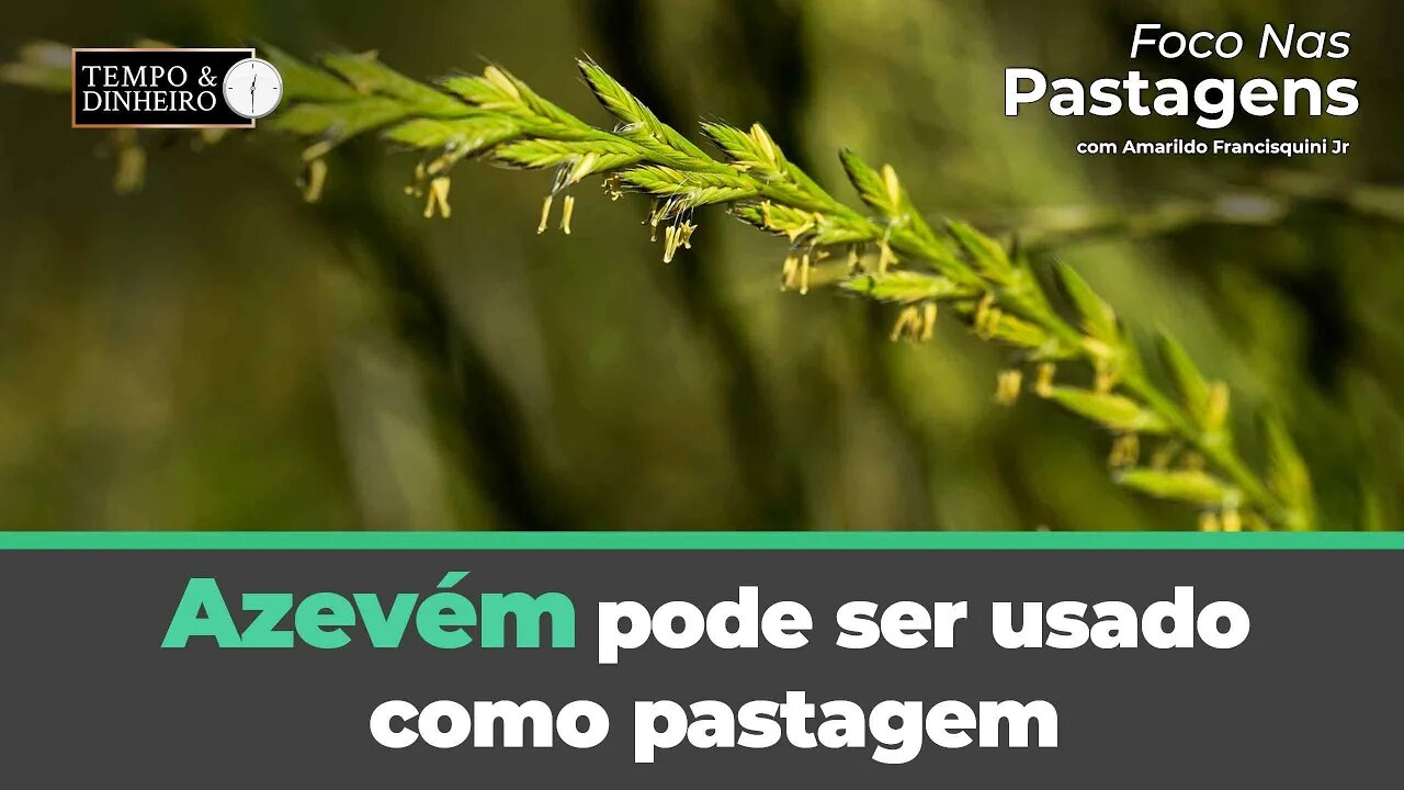 Azevém pode ser usado como pastagem em regiões de clima temperado? Foco nas Pastagens responde