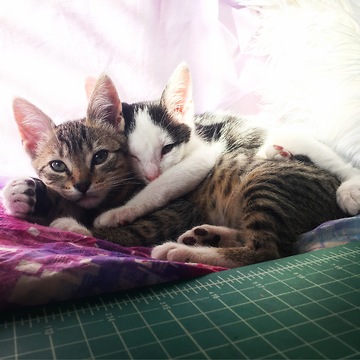 Kitten gets disturbed by water