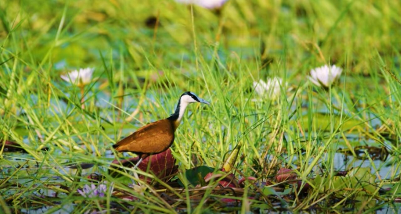 Tiny African Bird in the Small Water