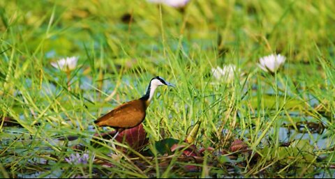 Tiny African Bird in the Small Water