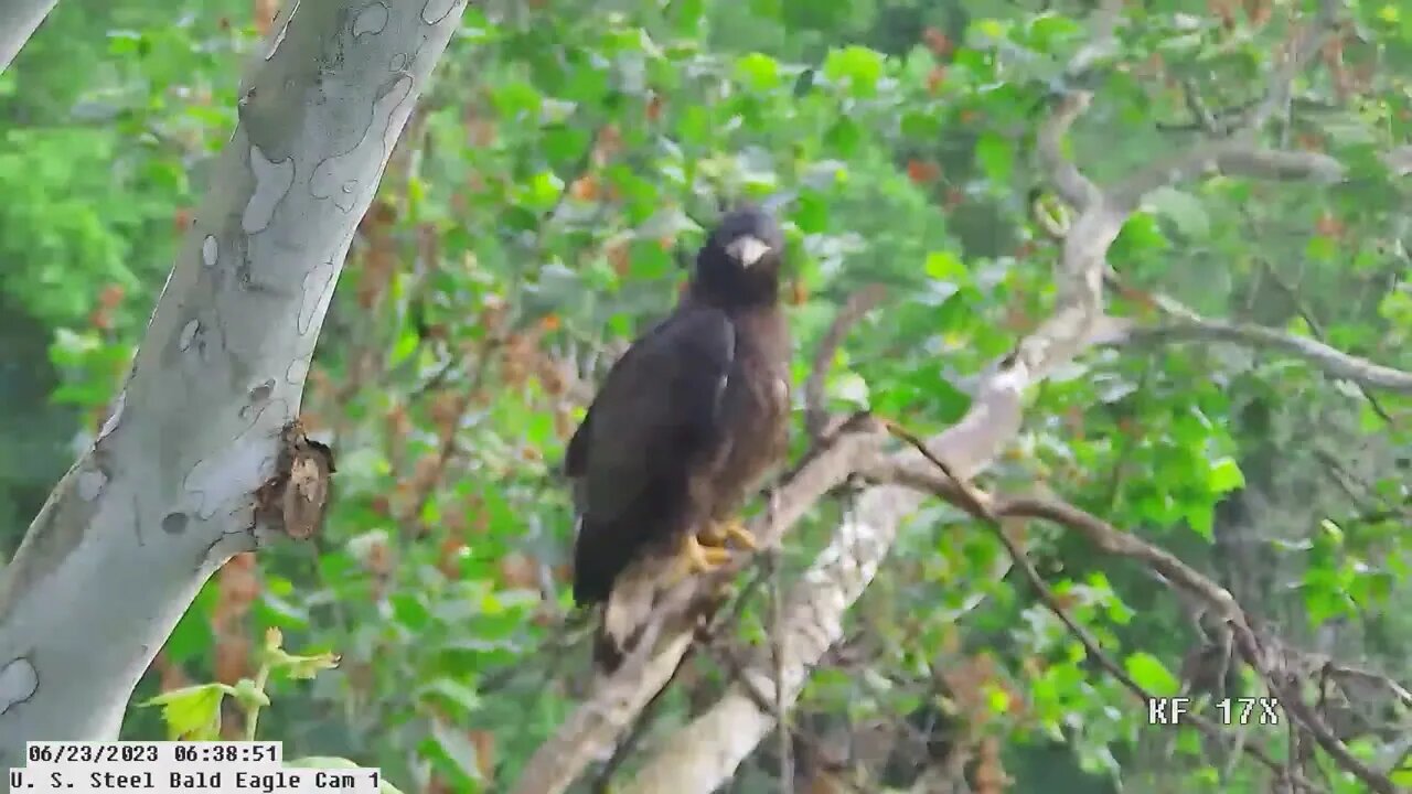 USS Bald Eagle 6-23-23 @ 6:37:22 Hop jumps from one branch to another.