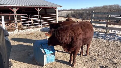 Homemade windbreak to prevent freezing on the bull frost free water tank.
