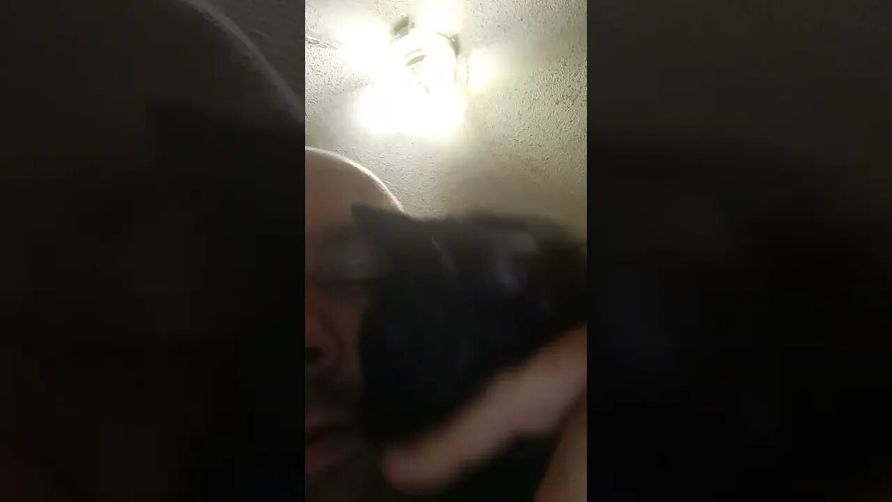 daily cat #shortsfeed #kittycat #shortsvideo #cat #youtubeshorts #kittycat #cutekitty #catshorts