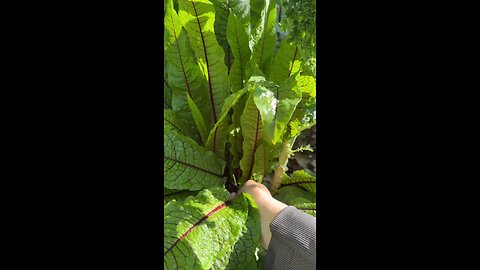 Vegetables Harvesting Asmr