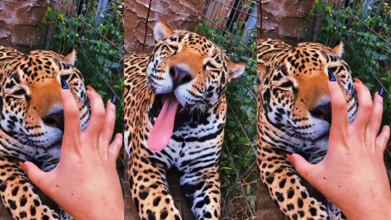 Bright Jaguar