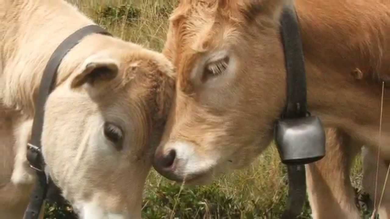 Bull bells