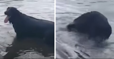 Excited Dog Dunks His Head Under Water