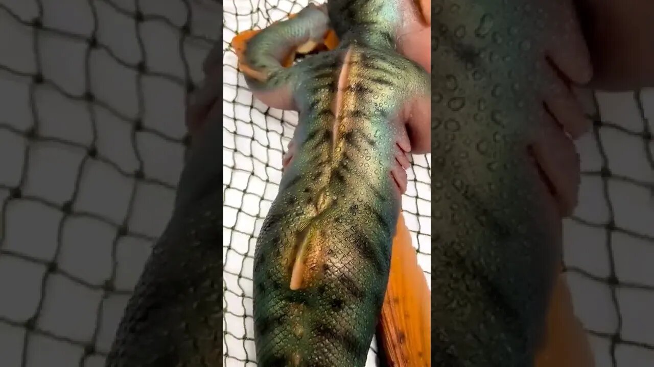 Omg 😳😨😲 #shorts