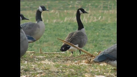 thanksgiving goose hunt limits